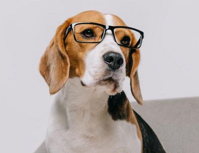 Ein Hund, der auf einem grauen Sessel sitzt, neben ihm ein Stapel Bücher. Er trägt eine Lesebrille.