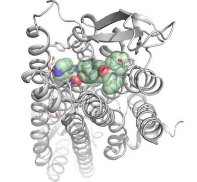 Molekulare Wechselwirkungen des Rezeptorblockers JNJ-31020028 (hellgrün, Stickstoffatome in blau, Sauerstoffatome in rot hervorgehoben) am humanen Y2-Rezeptor (grau). Der Rezeptor sitzt mit sieben Helices in der Zellmembran und ist von der äußeren Seite für seine Liganden zugänglich.
